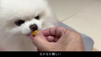 ガジガジしてたら…