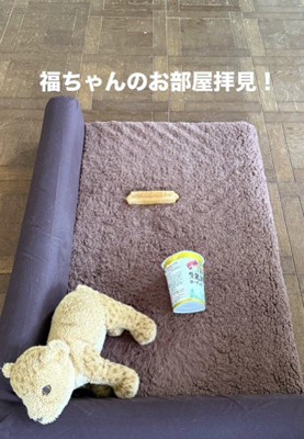 福ちゃんの新しいベッド