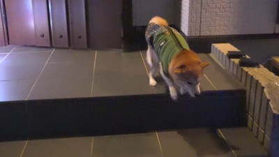 お兄ちゃん帰省時の豆柴4兄妹5