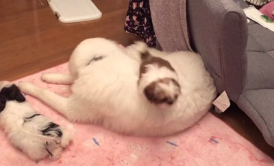 大型犬の背中に飛び乗る犬