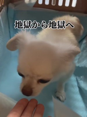 飼育放棄されたわんこ