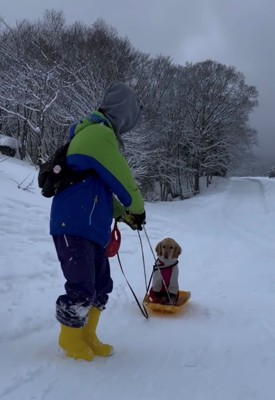 ソリに乗る犬とソリを追う人2