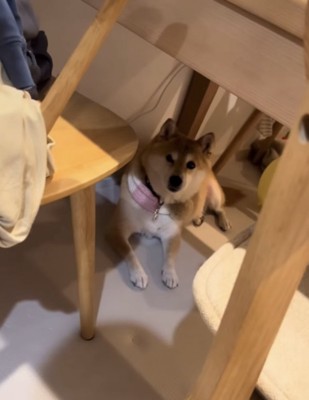 テーブルの下の犬