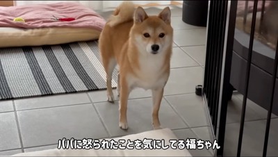 男性の近くによって、男性を見つめる雌の柴犬