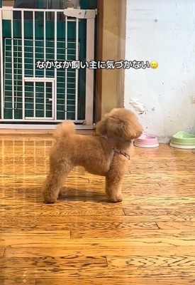 あられちゃんのお迎えに来たら…