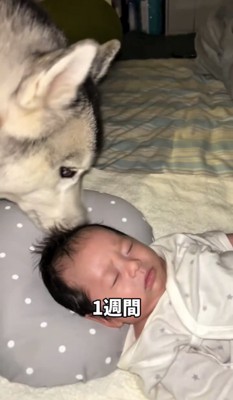 眠る赤ちゃんの頭に鼻を寄せる犬