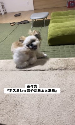 ネズミしっぽを嫌がる茶々丸ちゃん7