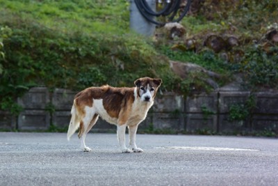 年老いた野犬