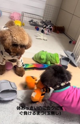 おもちゃを離すまつくん