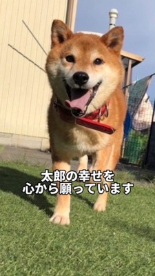 笑顔でカメラの方へ歩いてくる犬