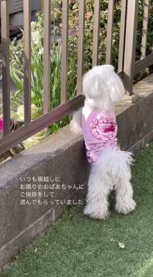 隣の家との柵に顔を乗せる犬