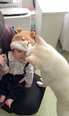 おまめちゃんと赤ちゃんの別れ5