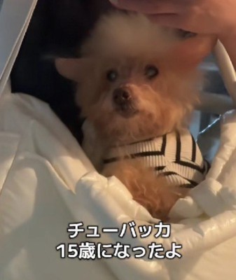 シニア期に突入