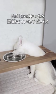 穴からお顔が出てる!