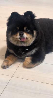 無言で飼い主を見つめる犬