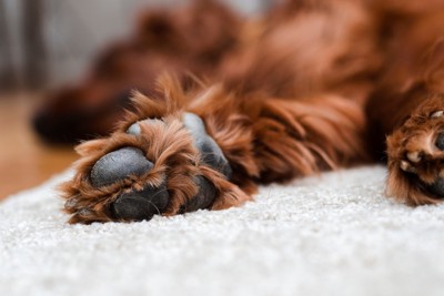 毛の伸びている肉球