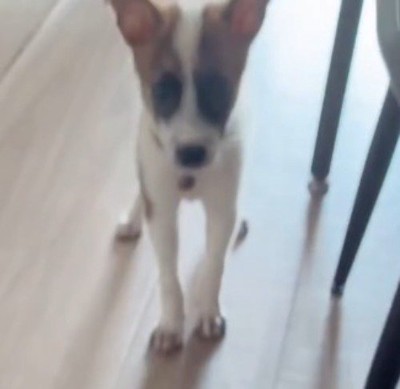 フローリングの上に立っている子犬