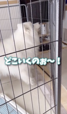 行かないで