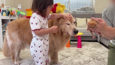 保護猫たちとの暮らし