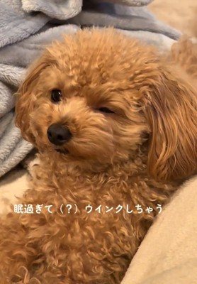 ウインクする犬