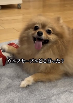 成犬になったポメラニアン「ウルフセーブルどこいった」