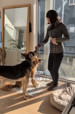 おやつを待つ2匹の犬と人