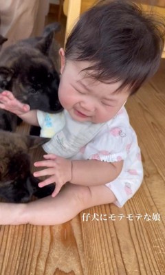 官兵衛くんの子犬たちと赤ちゃん4