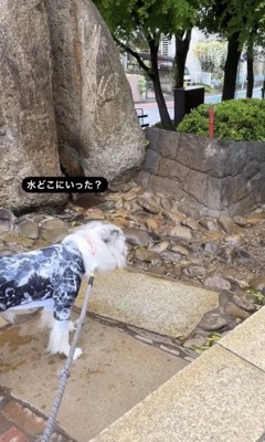 やっぱり無い