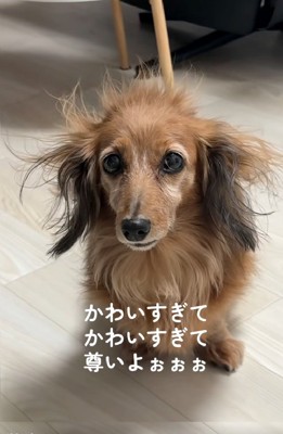寝ぐせがひどいティナちゃん3