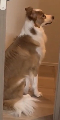 玄関でお座りする犬