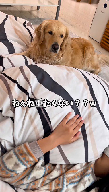 女の子が寝ている布団の上に座り込む犬