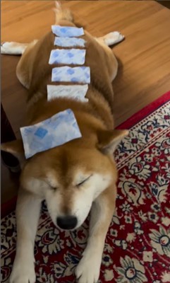 お散歩後のやまと君4