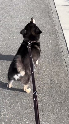耳を倒して尻尾を振る黒柴