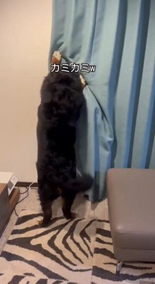 カーテン越しに女性を甘噛みする犬