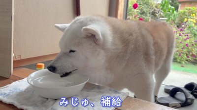 玄関先で水分補給