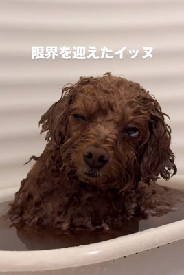 お風呂に浸かるピノちゃん