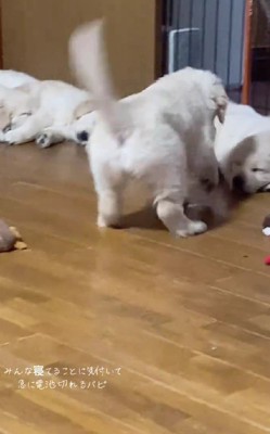 「え~みんなもう寝てるの?」