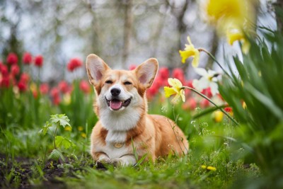 春の花に囲まれた犬