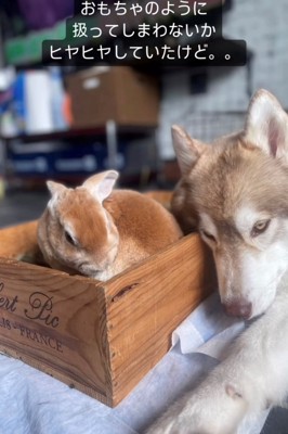 うさぎに寄り添う犬