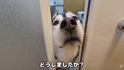 何かを訴えに来たはっちゃん