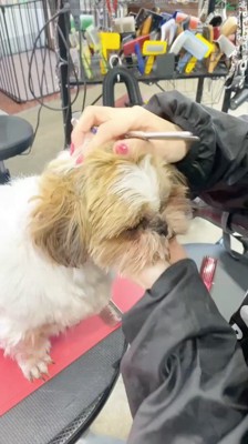 トリミング台に乗せられた犬