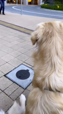 道に座る犬