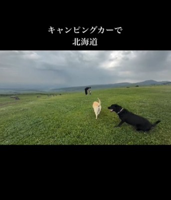 草原を歩く家族と犬