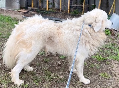 地面に立つ超大型犬