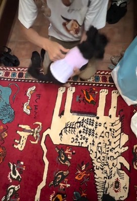 抱っこしてもらう小型犬