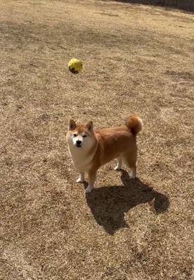 飼い主を見つめる犬