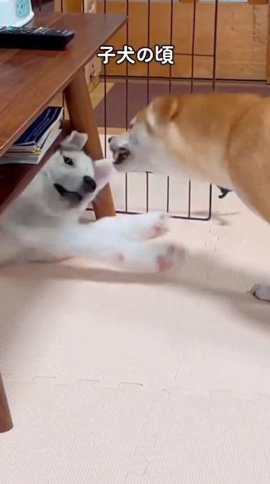 柴犬に吠えられて仰け反るハスキー犬