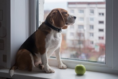 窓の外を眺める犬