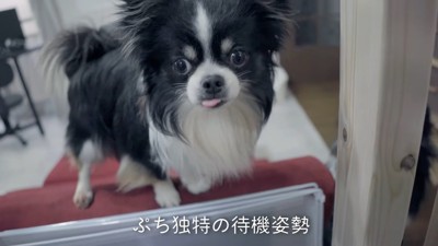 白黒の小型犬