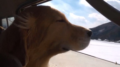 気持ちよさそうなジョイくん